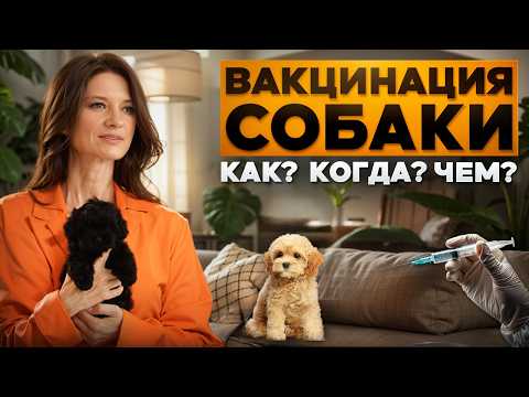 Видео: Вакцинация собак: полный гайд от А до Я
