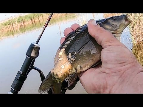 Видео: Зеркальные  карпики и караси на спиннинг . Мормышинг .