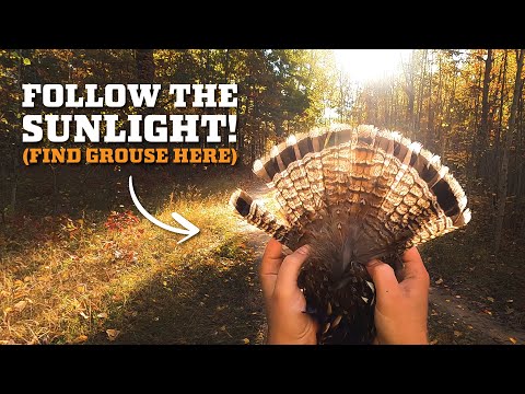 Видео: Прохладное утро. Охота на рябчиков!
