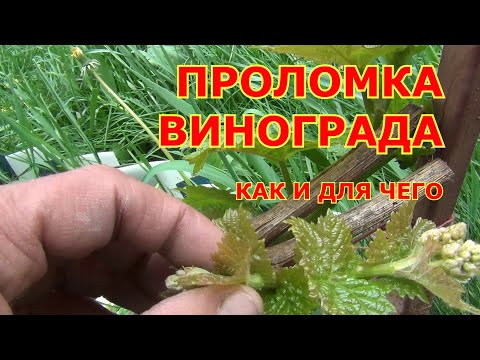 Видео: ПРОЛОМКА ПОБЕГОВ ВИНОГРАДА. Как и для чего?