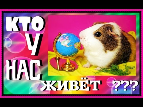 Видео: Кто у нас живёт?