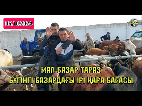 Видео: 05.10.2024 Мал базар Тараз/Бүгінгі базардағы ірі қара бағасы