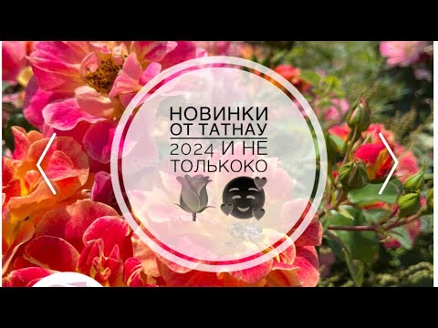 Видео: Немецкие новинки роз 🌹Новинки 2024 Tucan Tantau 2024Marzipan Kordes 2024La Bourbonnaise Delbard2024