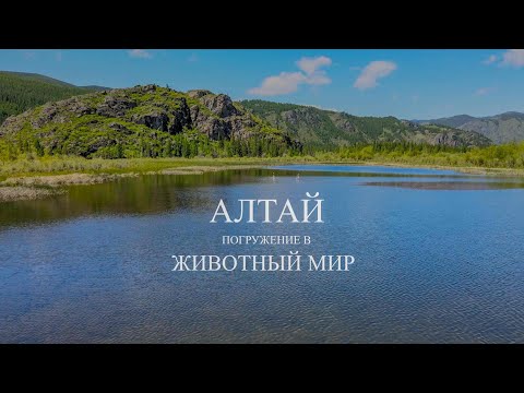 Видео: Животный мир Республики Алтай (ALTAY NATURE DEEP DIVE)