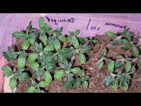 Видео: Теперь сею томаты только так, рассада всегда коренастая, крепкая, здоровая, не вытягивается и урожая