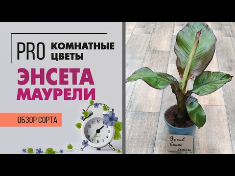 Видео: Банановая пальма. Банан - простое в уходе интересное и необычное комнатное растение. Пальмы для дома