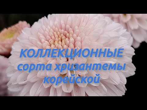 Видео: КОЛЛЕКЦИОННЫЕ  сорта - хризантема корейская !