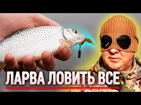 Видео: ЩУКА, ОКУНЬ, ПЛІТКА! Мікроджиг на ЛАРВУ.