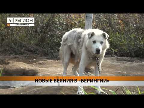 Видео: О ПЕРЕМЕНАХ В «БЕРИНГИИ» РАССКАЗЫВАЮТ ОРГАНИЗАТОРЫ И УЧАСТНИКИ ГОНКИ • НОВОСТИ КАМЧАТКИ