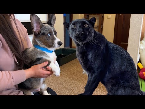 Видео: Щенок вельш-корги Кардиган знакомится с дикой кошкой пантерой Луной и собакой  ротвейлером Вензой