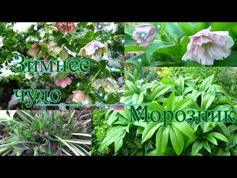 Видео: Рождественская роза, морозник - зимний цветок. Морозник восточный Double Ellen Pink.