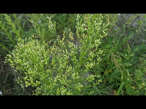 Видео: Злинка канадська, або пушняк (Erigeron canadensis). Бур'яни.