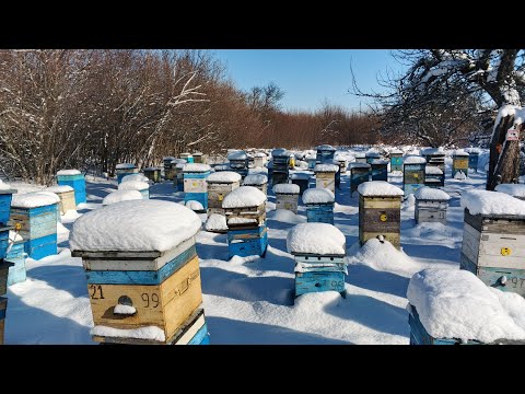 Видео: Зимовка на подсолнухе ,первые февральские  потери , недостаток корма ,слабые клубы.Разбор гнёзд .