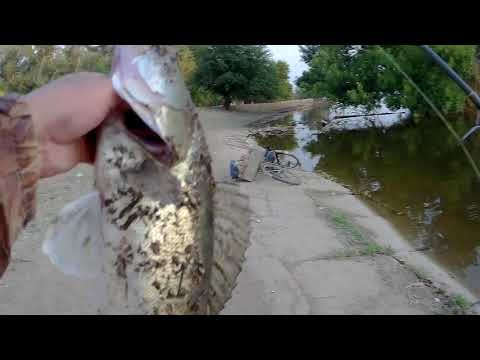 Видео: Удачная рыбалка на джиг./Successful jig fishing.