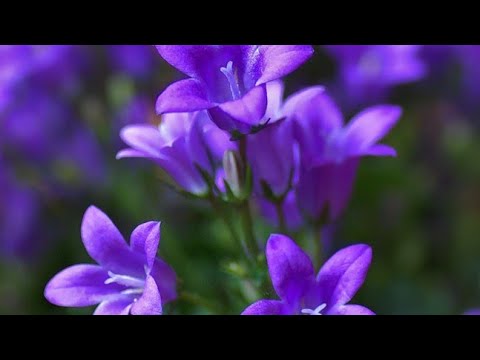 Видео: Немного подробнее о КАМПАНУЛАХ,  БАЛЬЗАМИНАХ  и БЕГОНИЯХ.