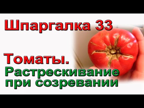 Видео: Трещины на томатах.Основная причина. ШПАРГАЛКА 33