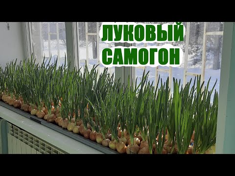 Видео: Самогон из зеленого лука?!