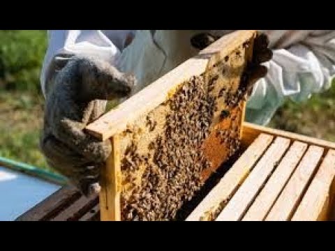 Видео: Време за подхранване на пчелно семейство