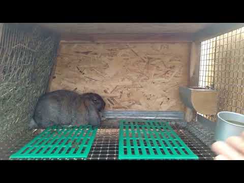 Видео: Старых клеток больше нет.Новые клетки для кроликов.