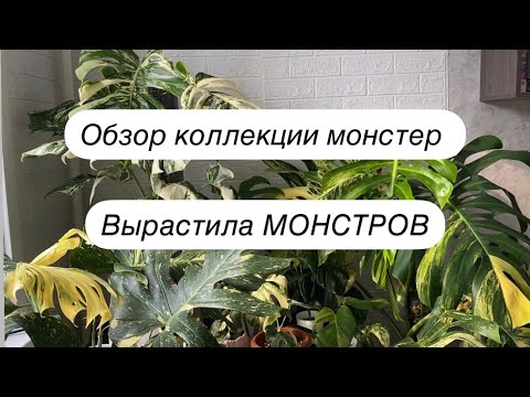 Видео: Огромные монстеры в квартире. Как выращиваю?