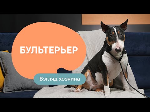 Видео: Бультерьер: все о породе, плюсы и минусы — шоу «Ожидание/реальность»