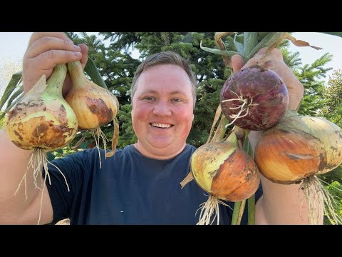Видео: Такому урожаю глаз  радуется! 😍🔥