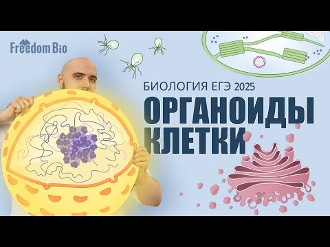 Видео: ОРГАНОИДЫ КЛЕТКИ |Общая биология |ЕГЭ БИОЛОГИЯ 2025|Freedom|