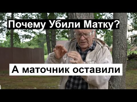 Видео: Пасека #136 Исправление Трутовой семьи --- Интересный случай Пчеловодство для начинающих -