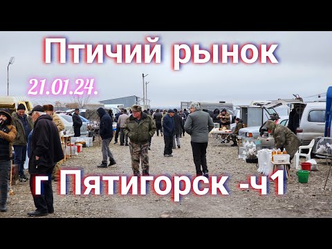 Видео: Голуби цены Птичий рынок г Пятигорск-ч1