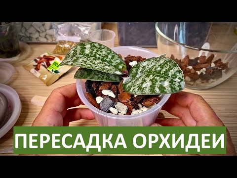 Видео: ПЕРЕСАДКА ОРХИДЕИ