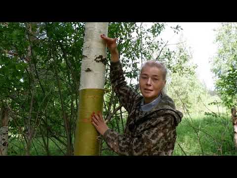 Видео: заготовка бересты