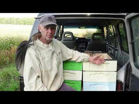 Видео: Мед хоть какой-то , да есть