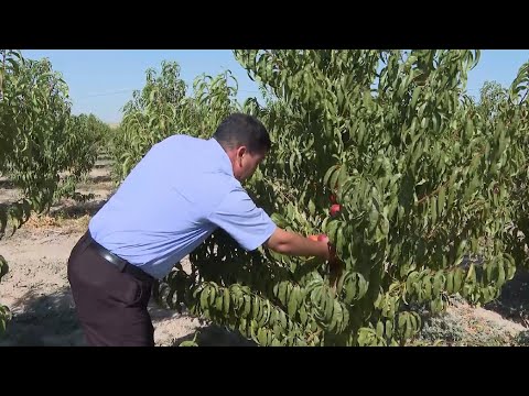 Видео: Жамбылдық бағбан шабдалының ерекше түрін өсіріп отыр