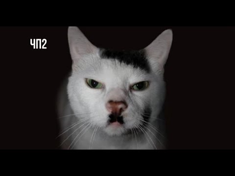 Видео: Черный Подкаст 2. Трудоголики, ответственность и пепел феникса