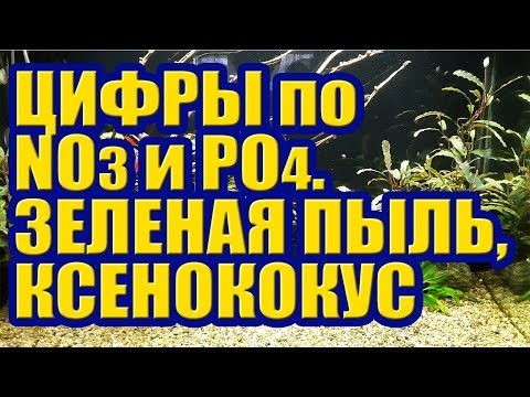 Видео: Сколько Нитрата и Фосфата в Аквариуме. Зеленый налет, Ксенококус. Месяц после Перезапуска