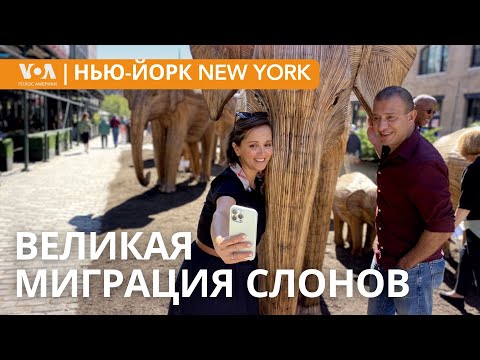 Видео: Жизнь выгульщика собак. Урны для пиццы. Коктейль из компоста. НЬЮ-ЙОРК NEW YORK