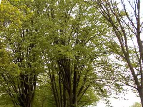 Видео: Златко Кафеджиев - Листни са горо