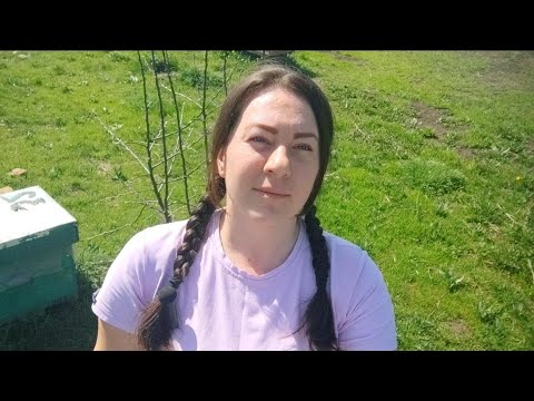 Видео: Розширення сімей одразу до корпуса #бджільництво #пасіка #бджоли #розплід #рамки