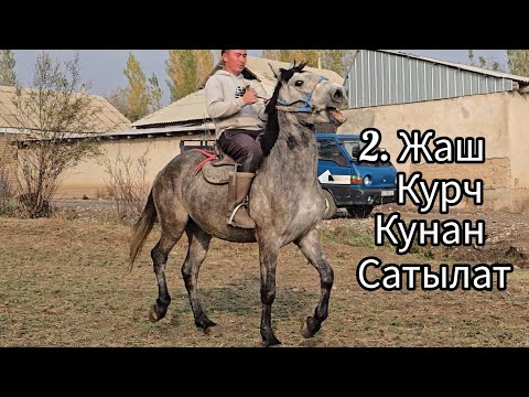 Видео: Бүгүн 29 октября 2025  кунандын курчу сатуга чыкты #horse #атбазар #жылкыбазар #rek #лошадки #арабск