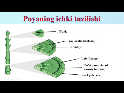 Видео: Poyaning ichki tuzilishi 13-Mavzu 6 Biologiya / Поянинг ички тузилиши