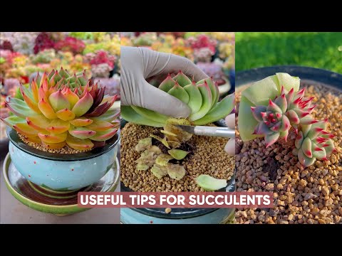 Видео: Простой уход за суккулентами для новичков с гарантированным успехом