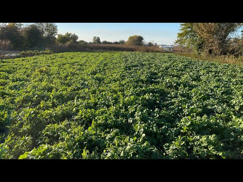 Видео: ❗️ШОК😱❗️70 тонн органіки із 30 кілограм насіння❗️сидерати здивували 🫢