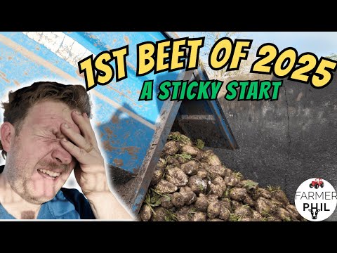 Видео: Первая свекла 2025 года — слишком влажно для уборки?!