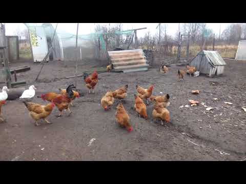 Видео: Экскурсия продолжается. Кучинские юбилейные куры.