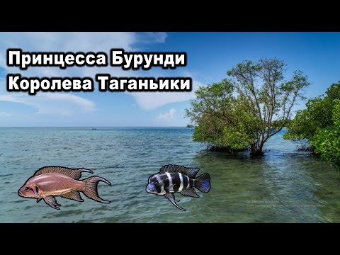 Видео: РР3. Принцесса Бурунди.  Королева Таганьики. (Африканская дюжина)