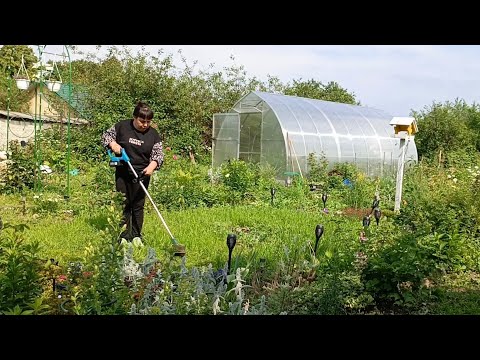 Видео: Тружусь одна на огороде. Лето 2025