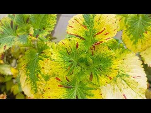 Видео: Новинок много не бывает!