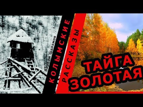 Видео: Варлам Шаламов. Колымские рассказы. Тайга золотая |   🎧   Аудио рассказ