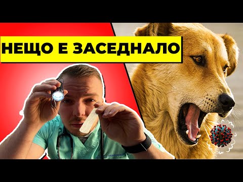 Видео: Кучето ми КАШЛЯ И СЕ ДАВИ-нещо му е ЗАСЕДНАЛО В ГЪРЛОТО и се опитва да повърне- КУЧЕШКА КАШЛИЦА