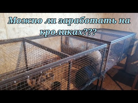 Видео: КАК ЗАРАБОТАТЬ НА КРОЛИКАХ / РАЗВЕДЕНИЕ КРОЛИКОВ В СИБИРИ